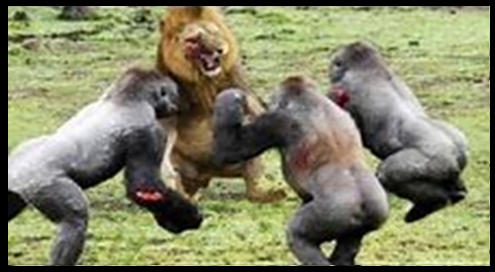 lion fighting 3 gorillas (86K)